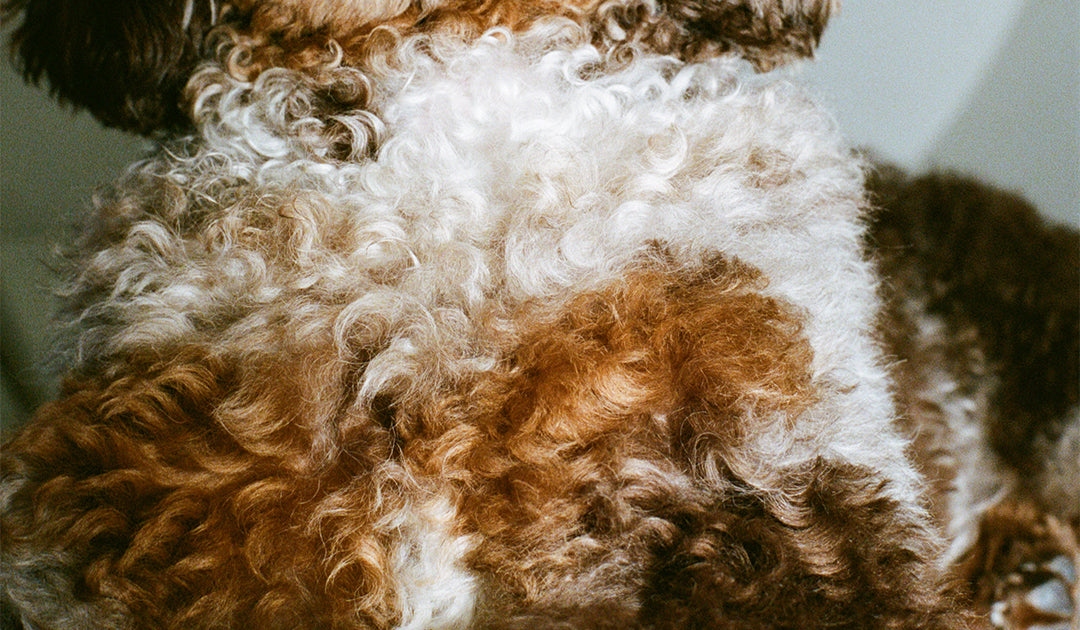 Why Is My Dog Itching? Signs It’s More Than Just a Scratch