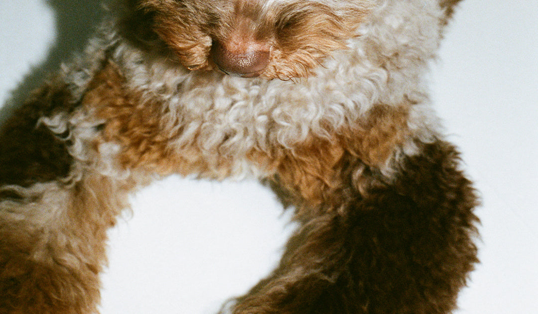 Should I Clean My Dog’s Paws After Every Walk?