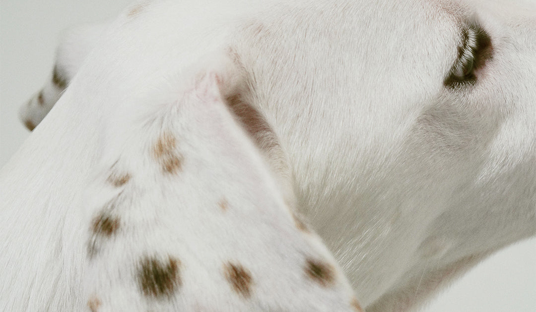 Itchy Pet Awareness Month: How to Soothe Your Dog’s Itchy Skin