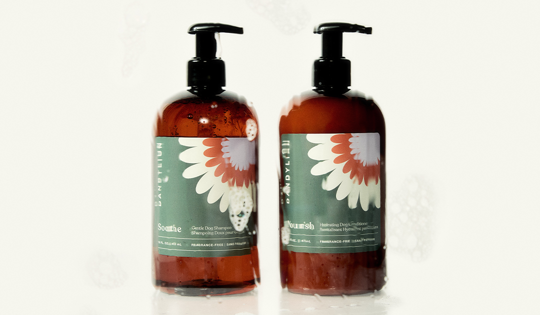 How Often You Should Bathe Your Dog - A Surprising New Look at Keeping Your Dog Clean and Healthy