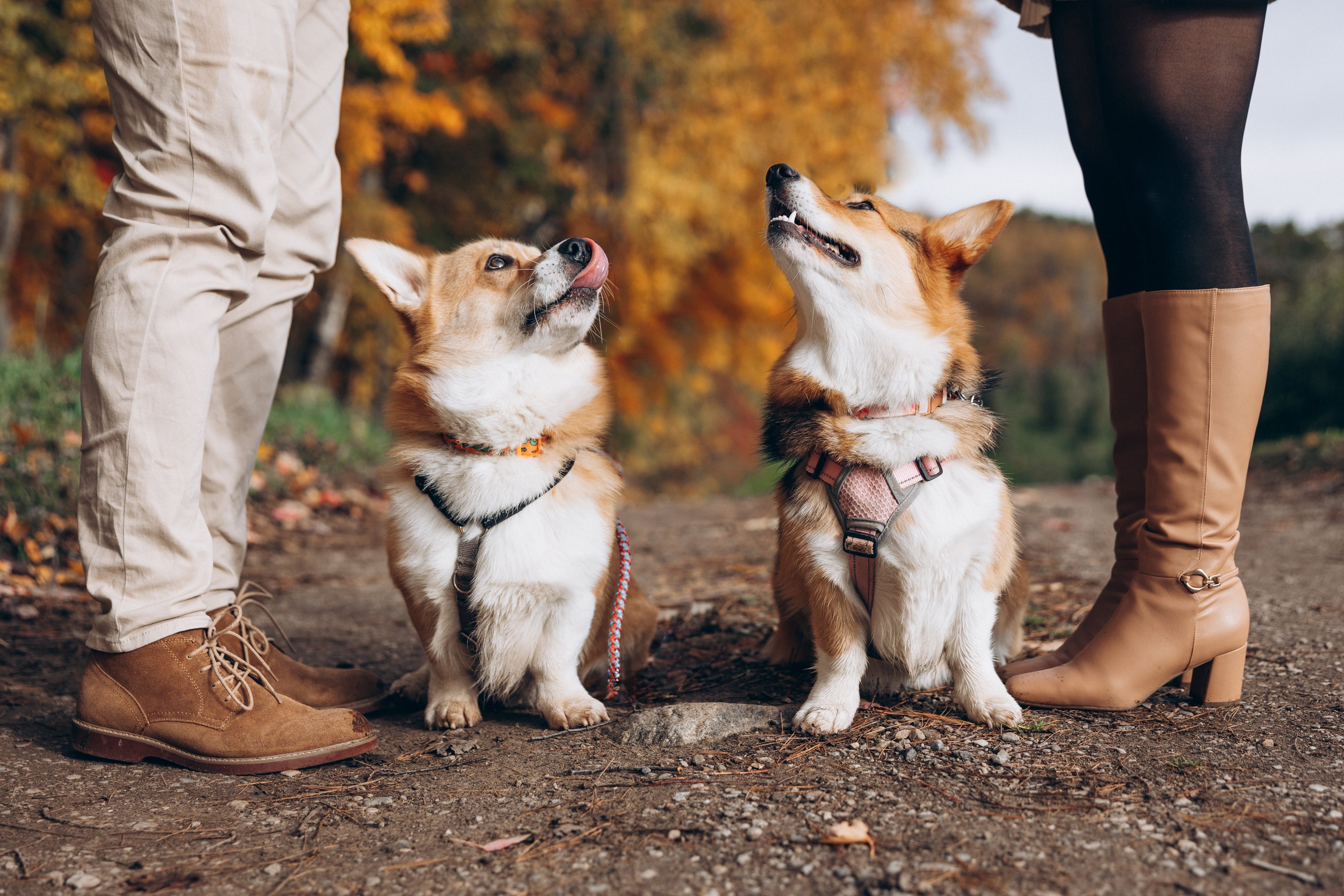 How to Care for Muddy and Wet Dog Paws During Rainy Fall Days