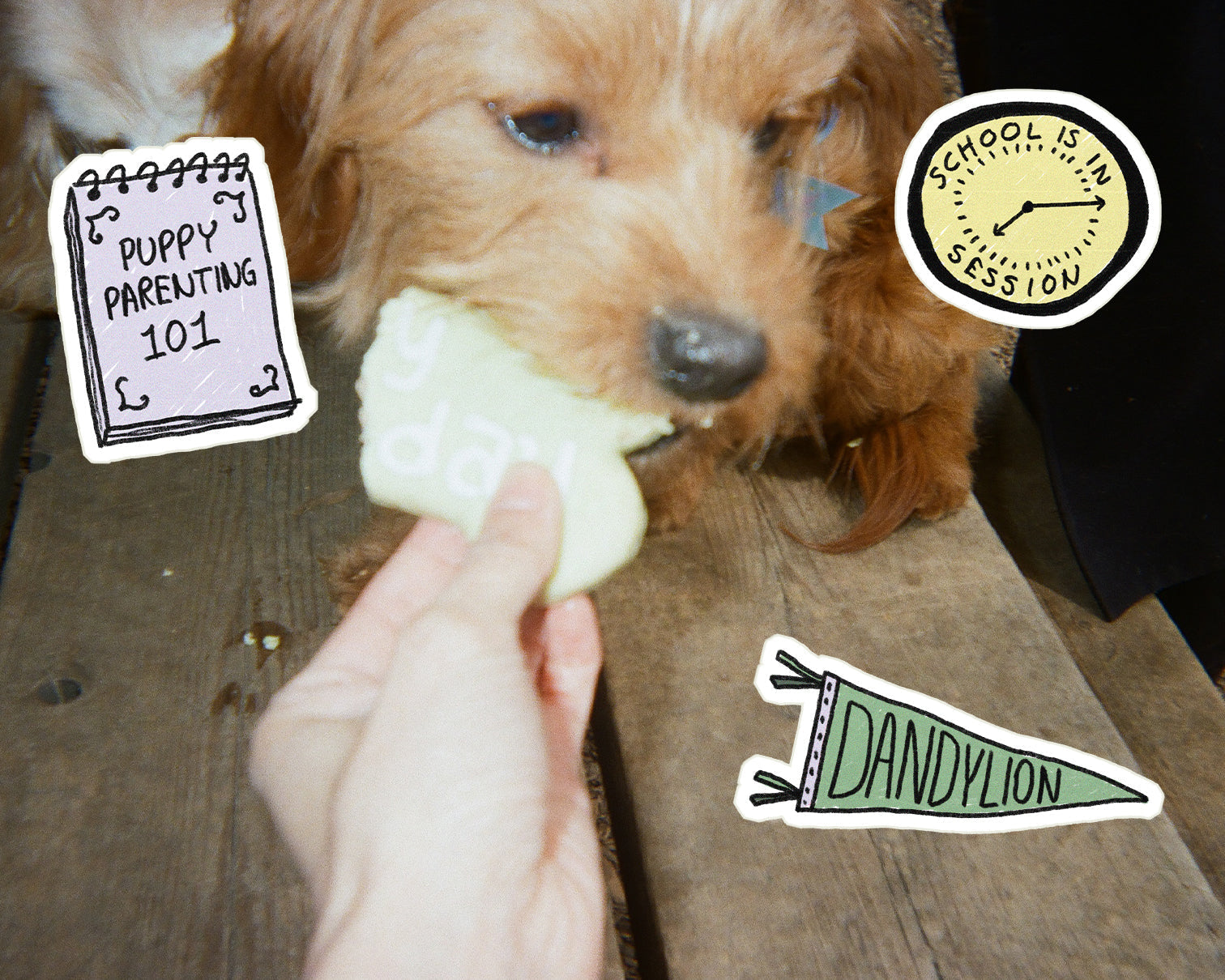 My Puppy Ate ___: What's Safe, What's Not, and When to Call the Vet
