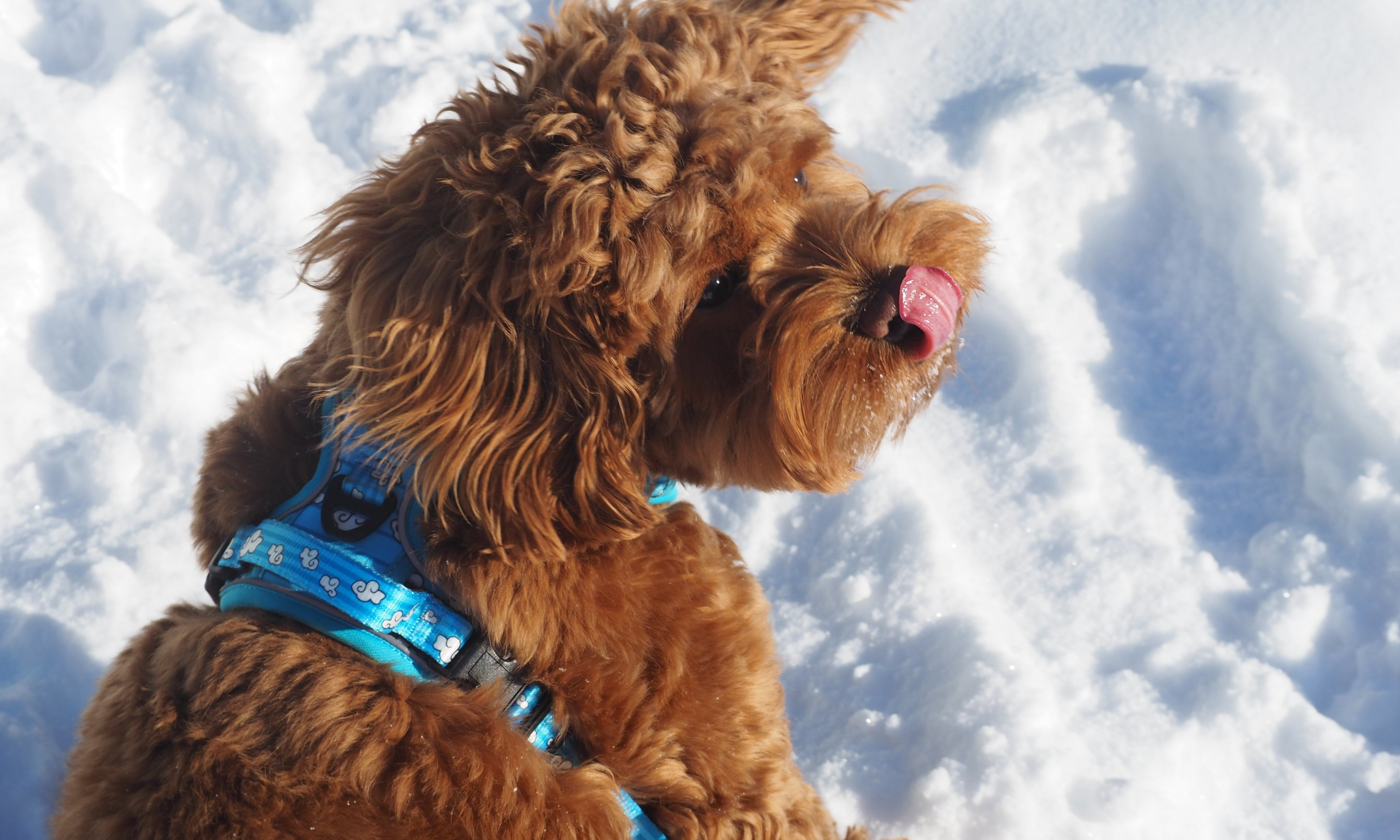 Winter Dog Care 101: 5 Common Mistakes Dog Parents Make in Cold Weather (and How to Fix Them)