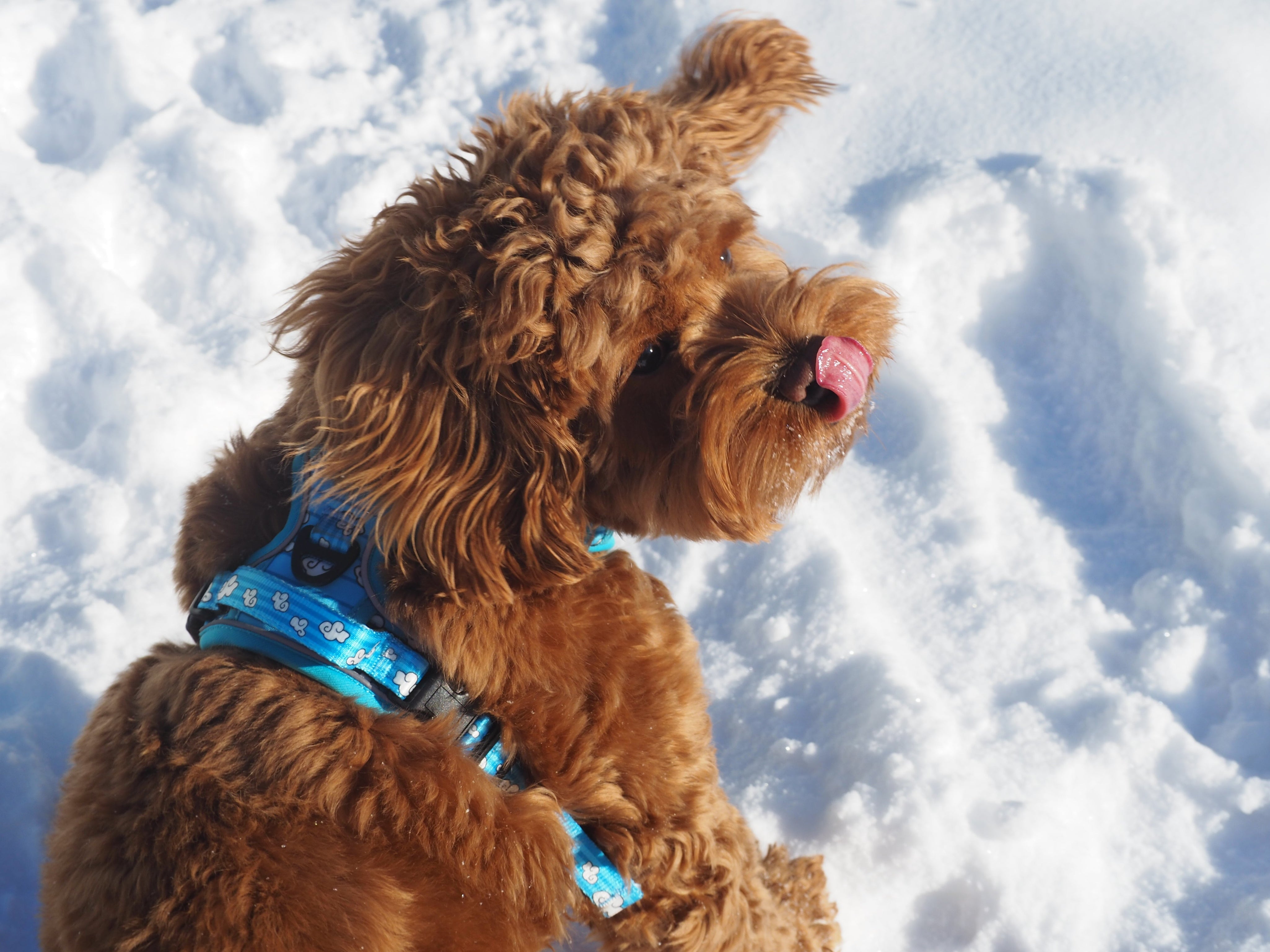 Winter Dog Care 101: 5 Common Mistakes Dog Parents Make in Cold Weather (and How to Fix Them)