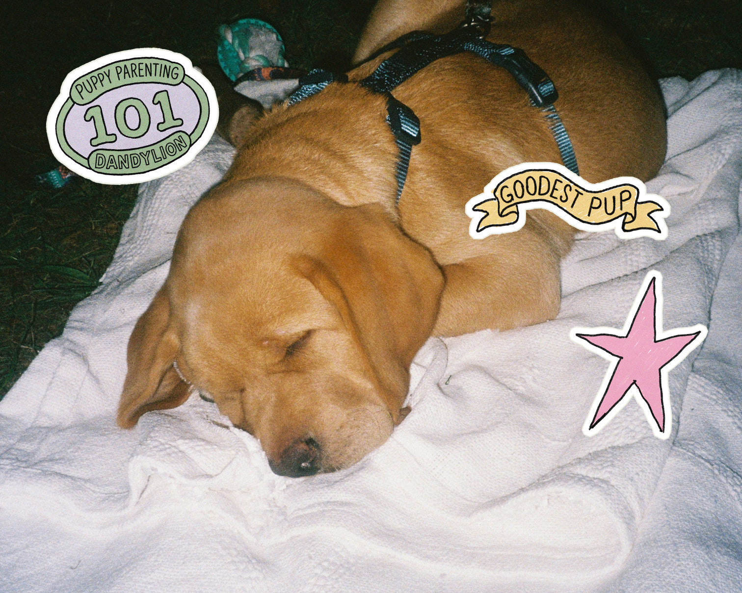 Puppy Socialization 101: It's More Than the Dog Park