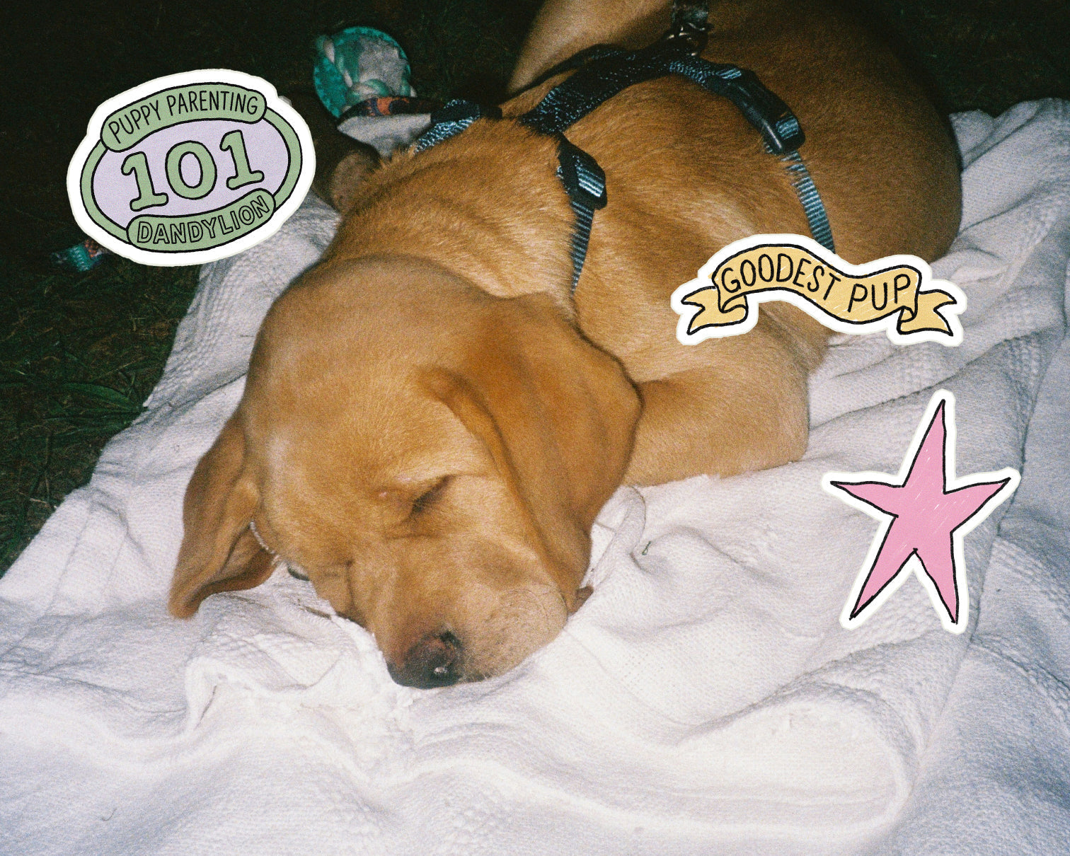 Puppy Socialization 101: It's More Than the Dog Park
