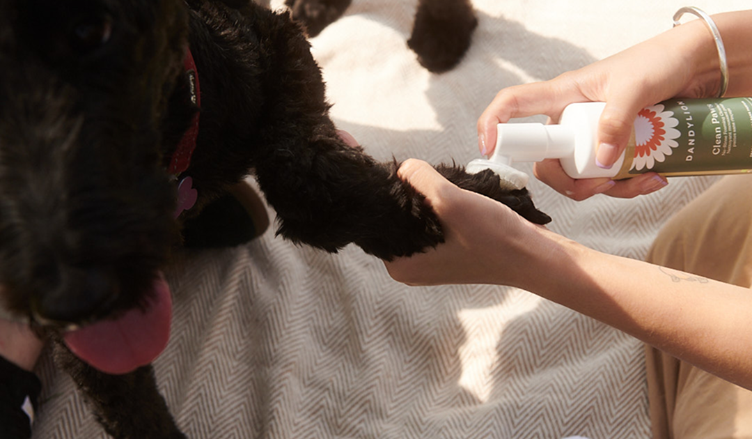 Should I Clean My Dog’s Paws After Every Walk?