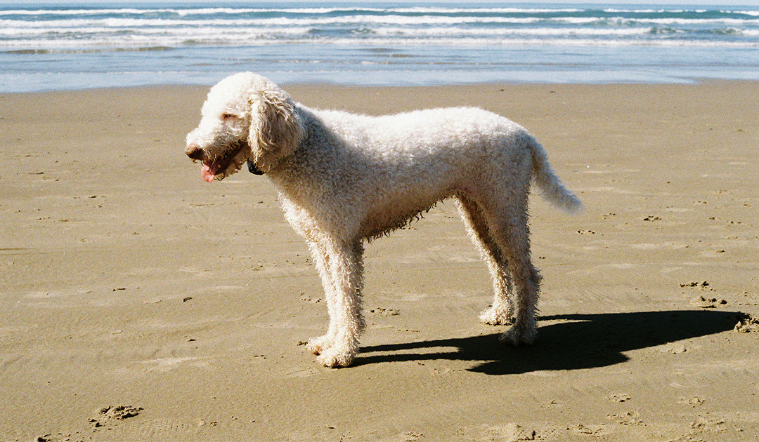 Dog Days Done Right: The Ultimate Summer Bucket List for You and Your Dog