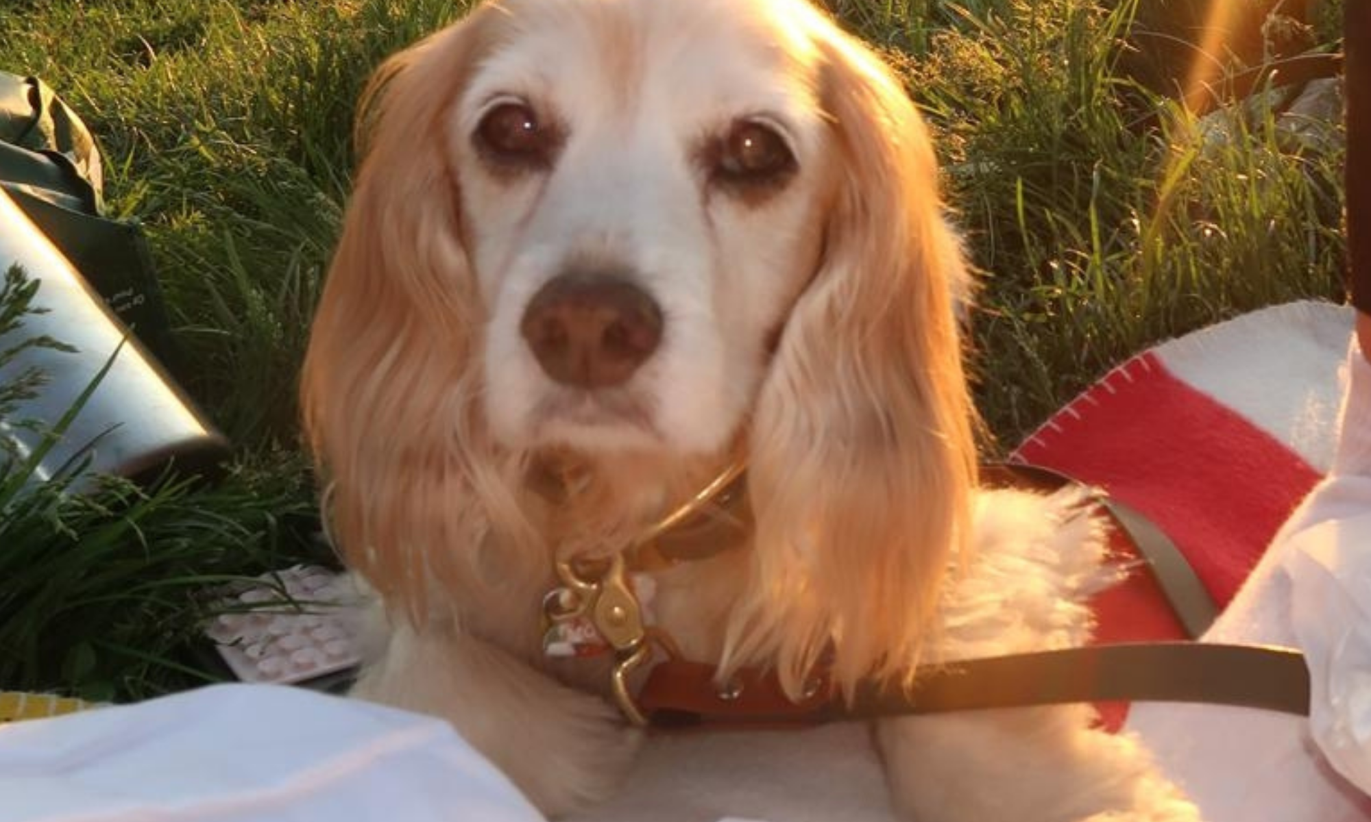 Senior Dog Care: The Changes I Wish I’d Made Before Mocha Needed Them