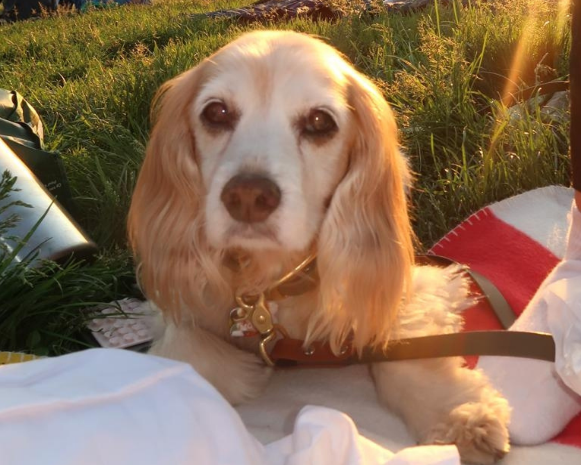 Senior Dog Care: The Changes I Wish I’d Made Before Mocha Needed Them