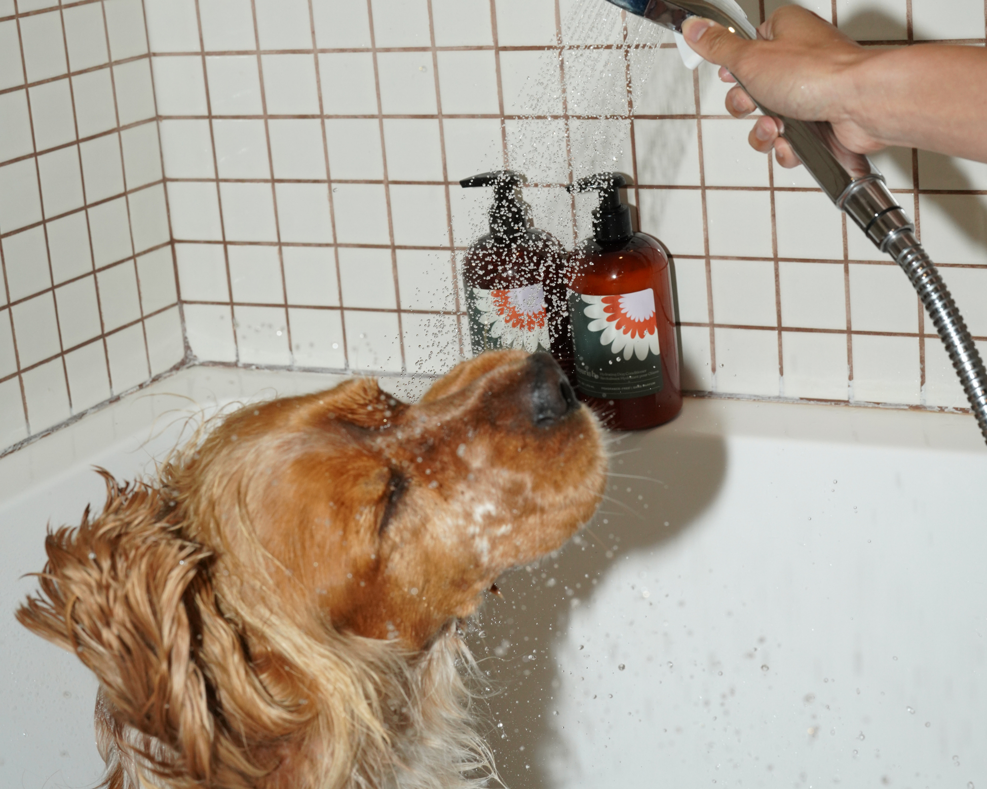 Why Is My Dog Shedding So Much? Everything You Wanted to Know About Fall Shedding and What to Do About It