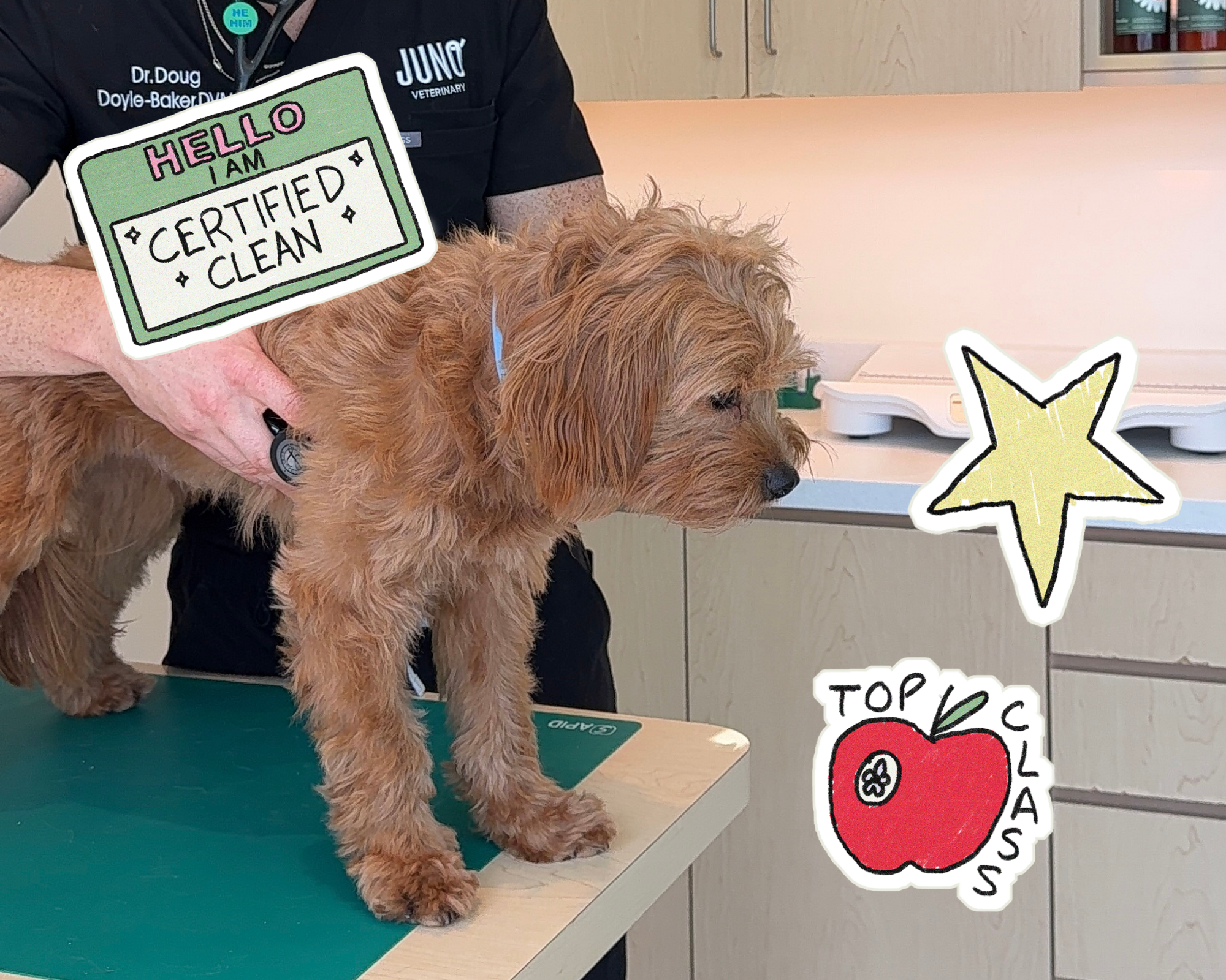 Puppy Vaccines, Spaying & Neutering: A Vet-Backed Timeline