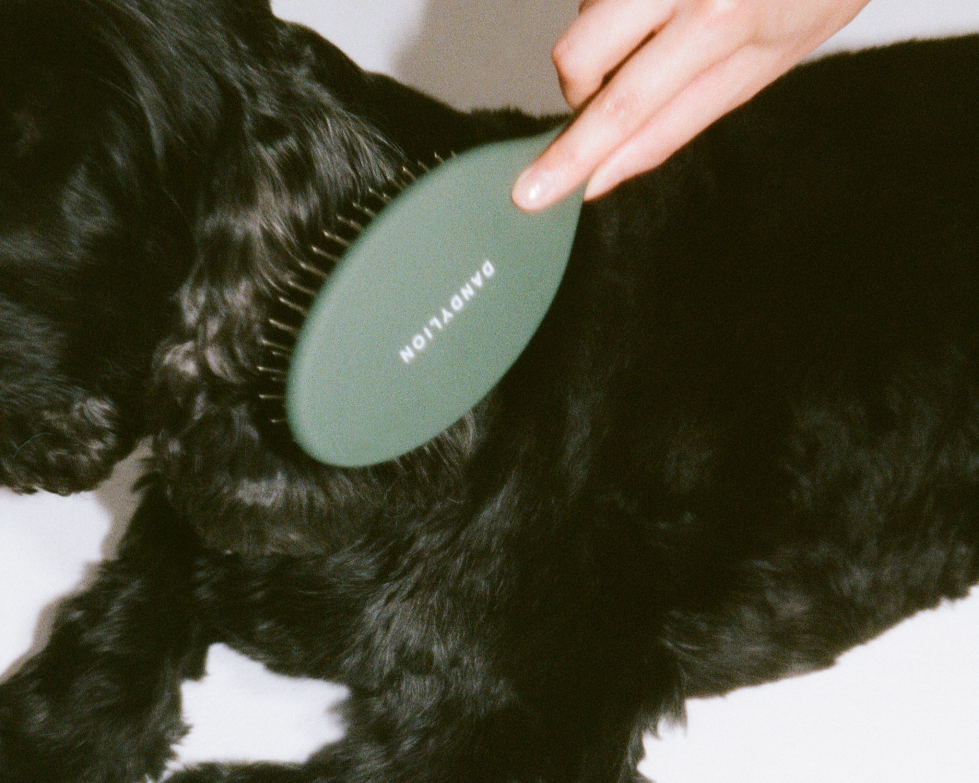 How Often Should You Brush Your Dog? A Guide by Coat Type