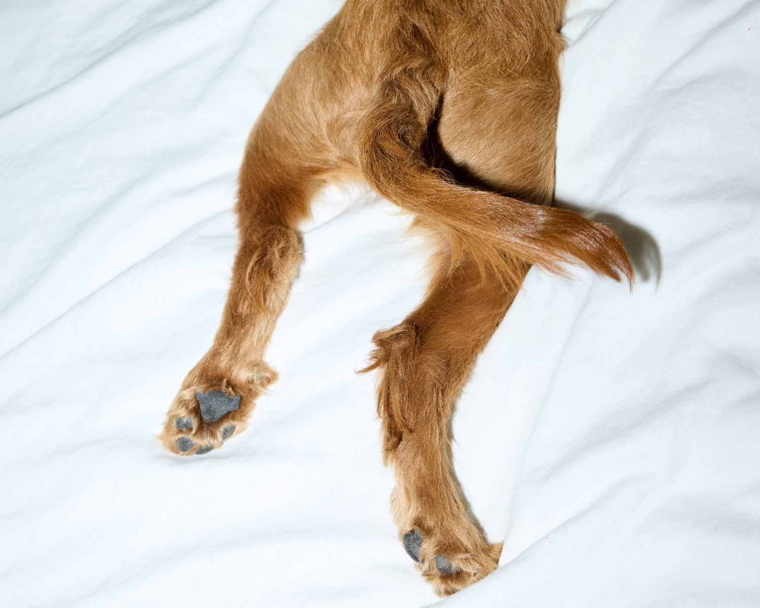 What’s the Safest Way to Clean Dog Paws Daily?