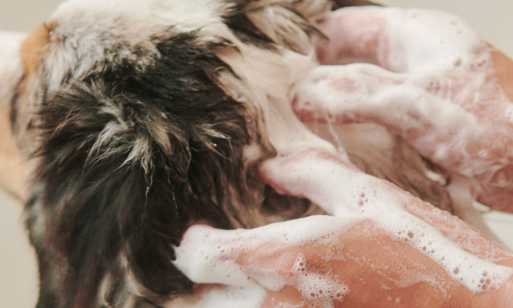 Why Is My Dog Still Itchy After Bathing? 7 Grooming Mistakes That Could Be Making It Worse