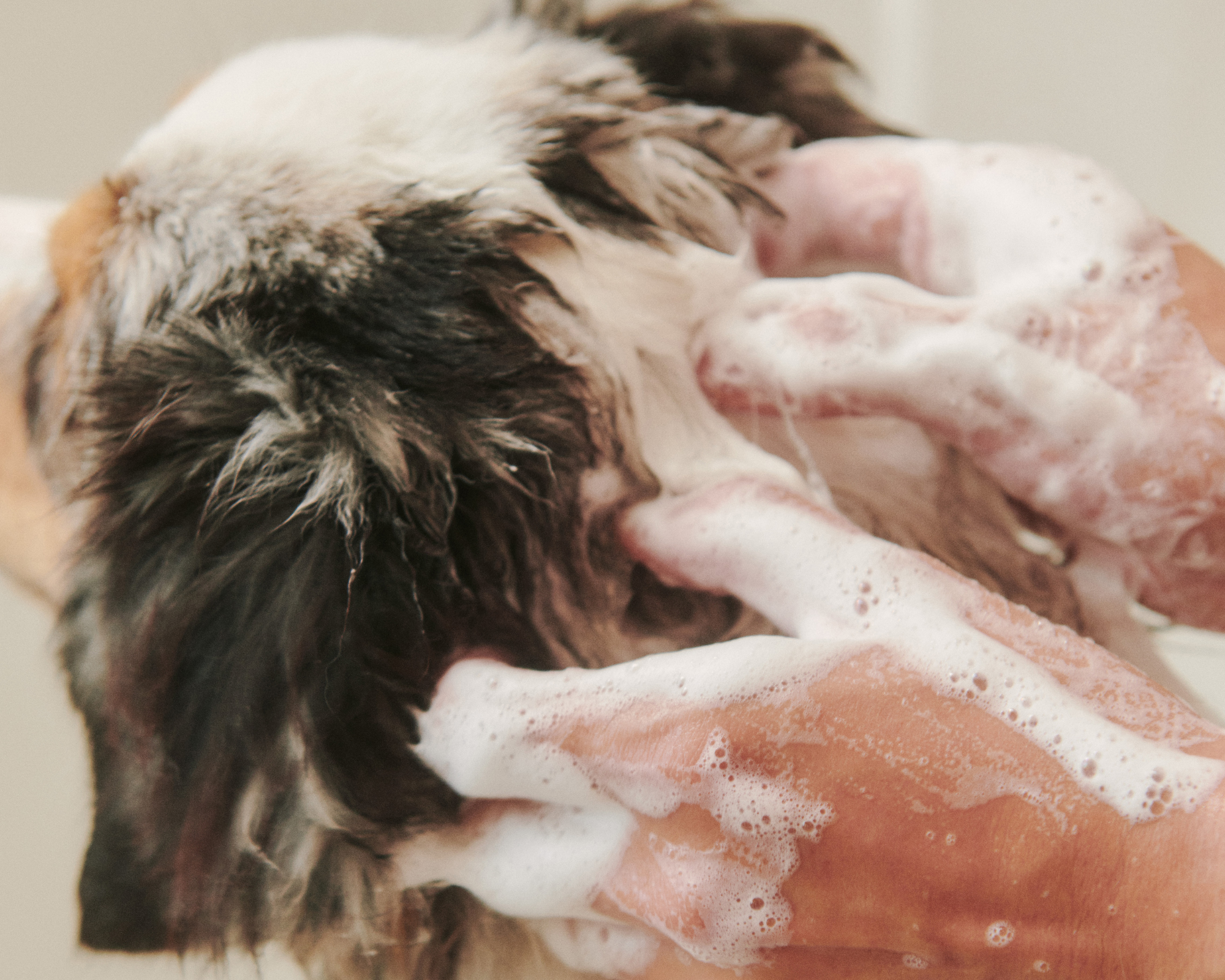 Why Is My Dog Still Itchy After Bathing? 7 Grooming Mistakes That Could Be Making It Worse