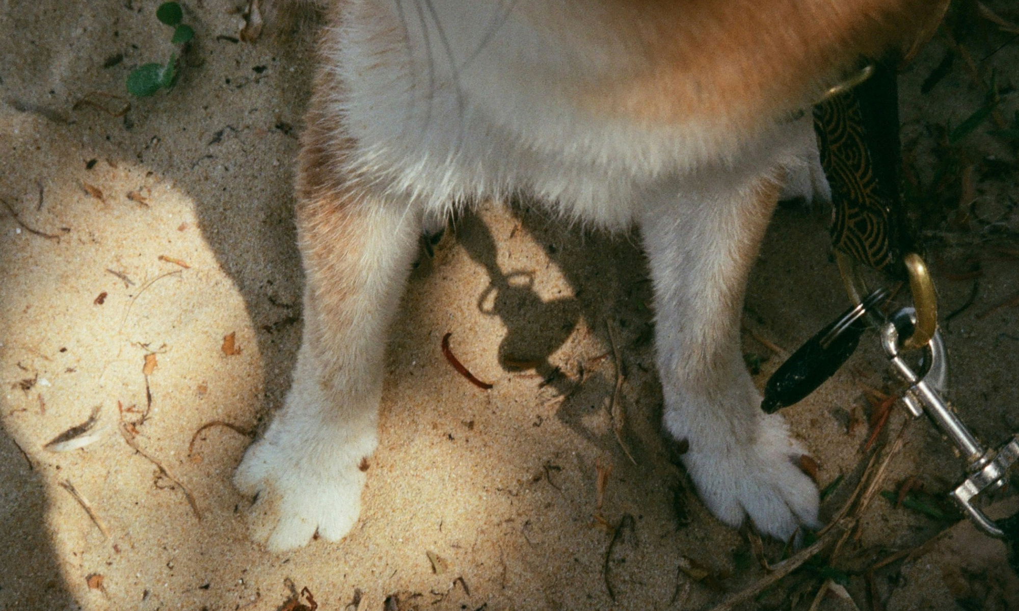 Why Do Dogs Lick Their Paws? Common Causes, When to Worry & How to Help