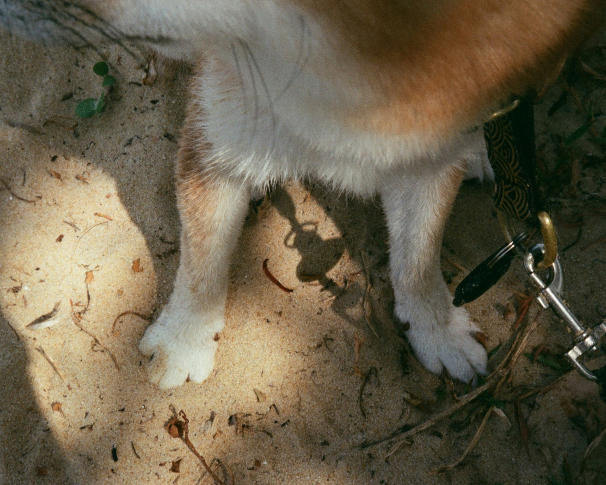 Why Do Dogs Lick Their Paws? Common Causes, When to Worry & How to Help
