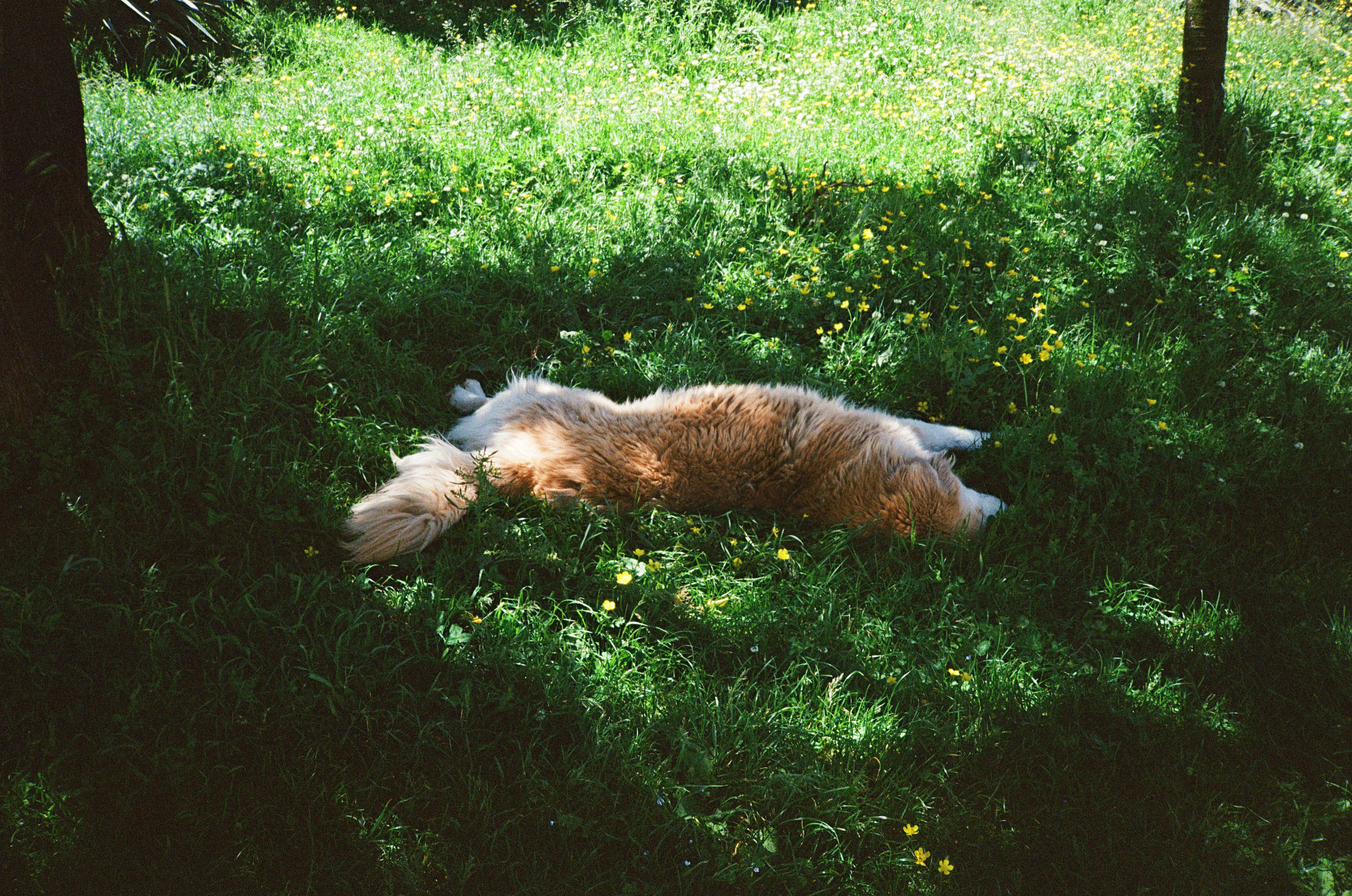 Why Is My Dog Itching? Signs It’s More Than Just a Scratch