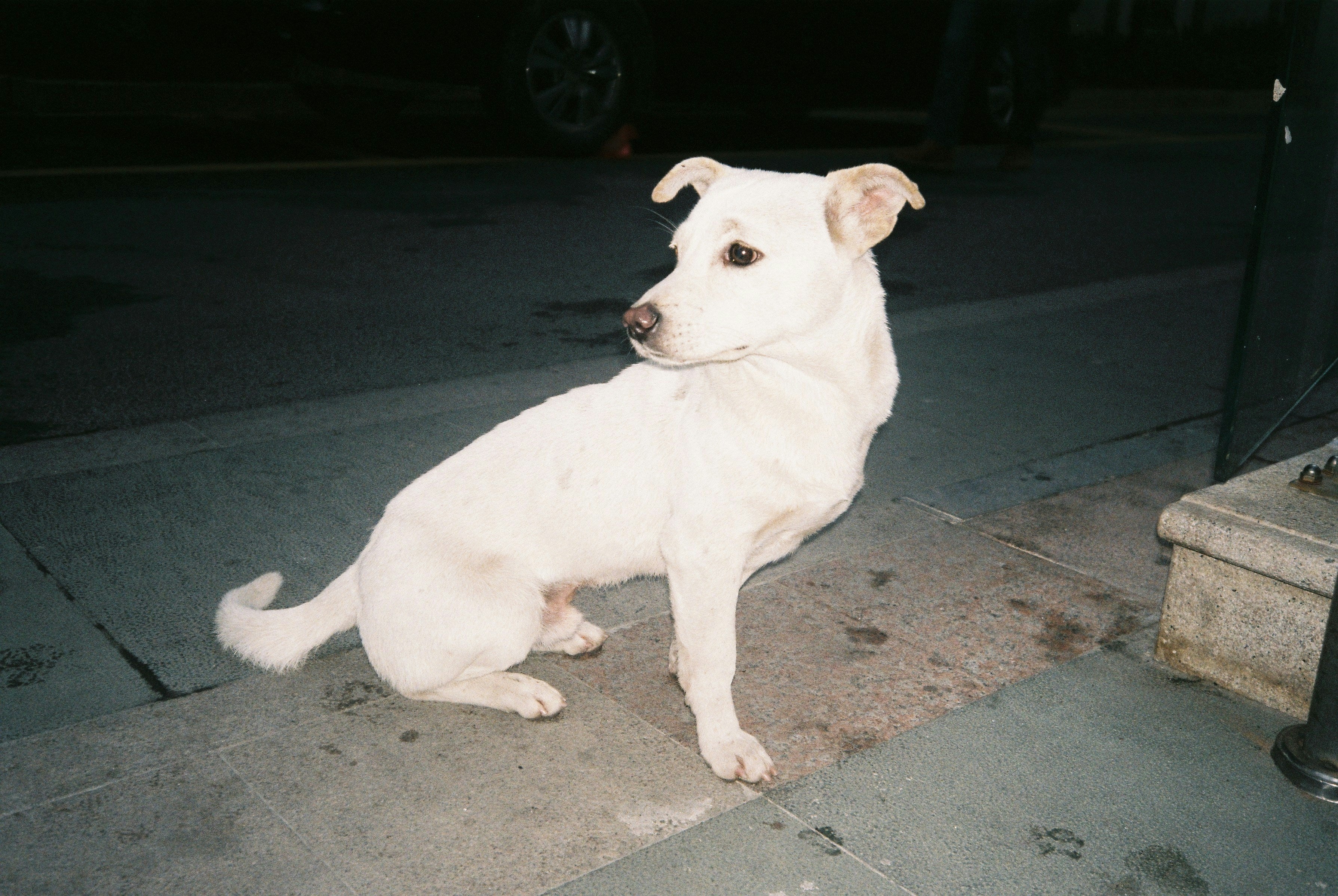 Why Is My Dog So Itchy? 8 Common Causes (& What to Do)
