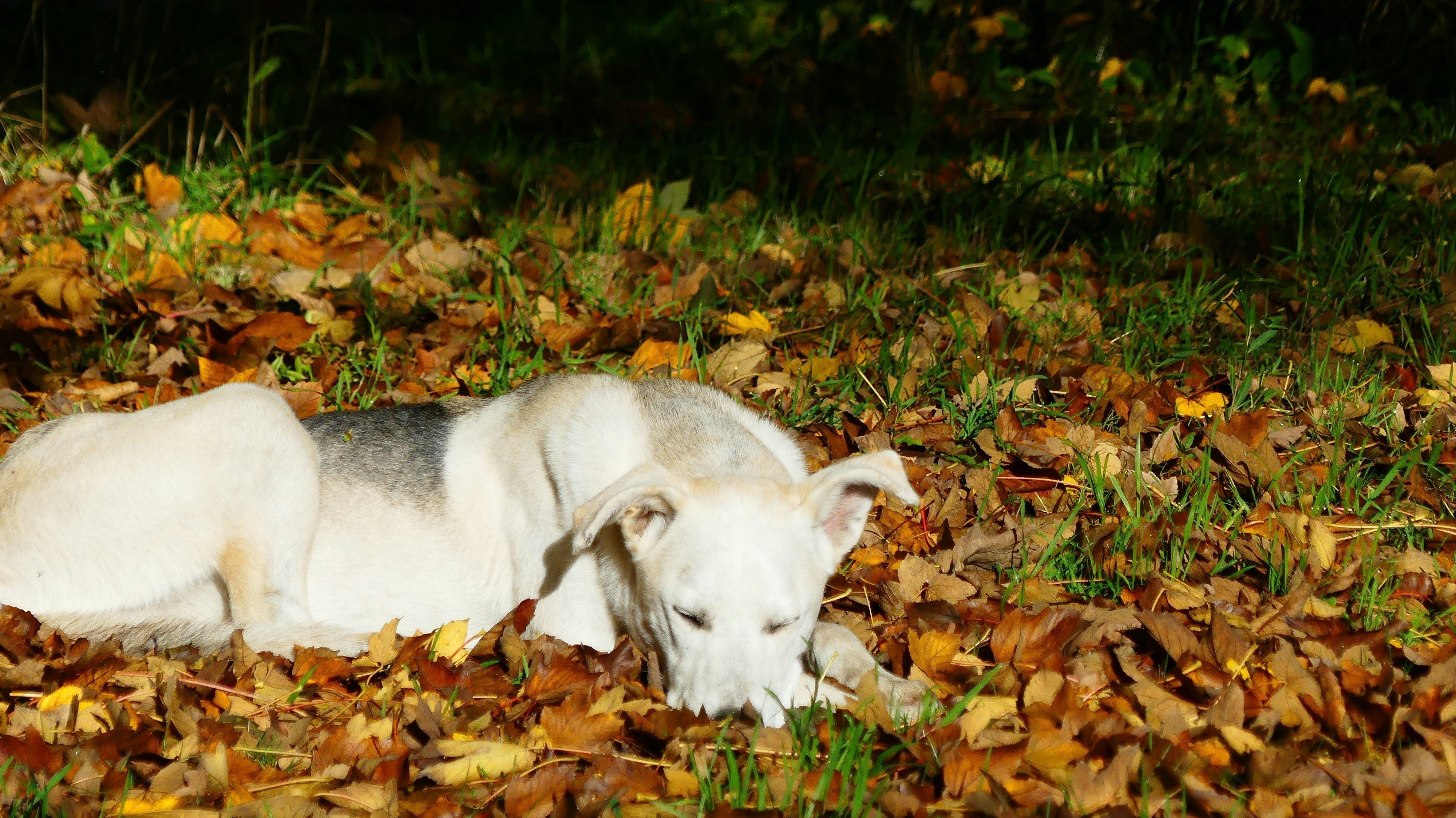 Fall Seasonal Allergies in Dogs: Symptoms, Causes and How to Soothe Itchy Skin