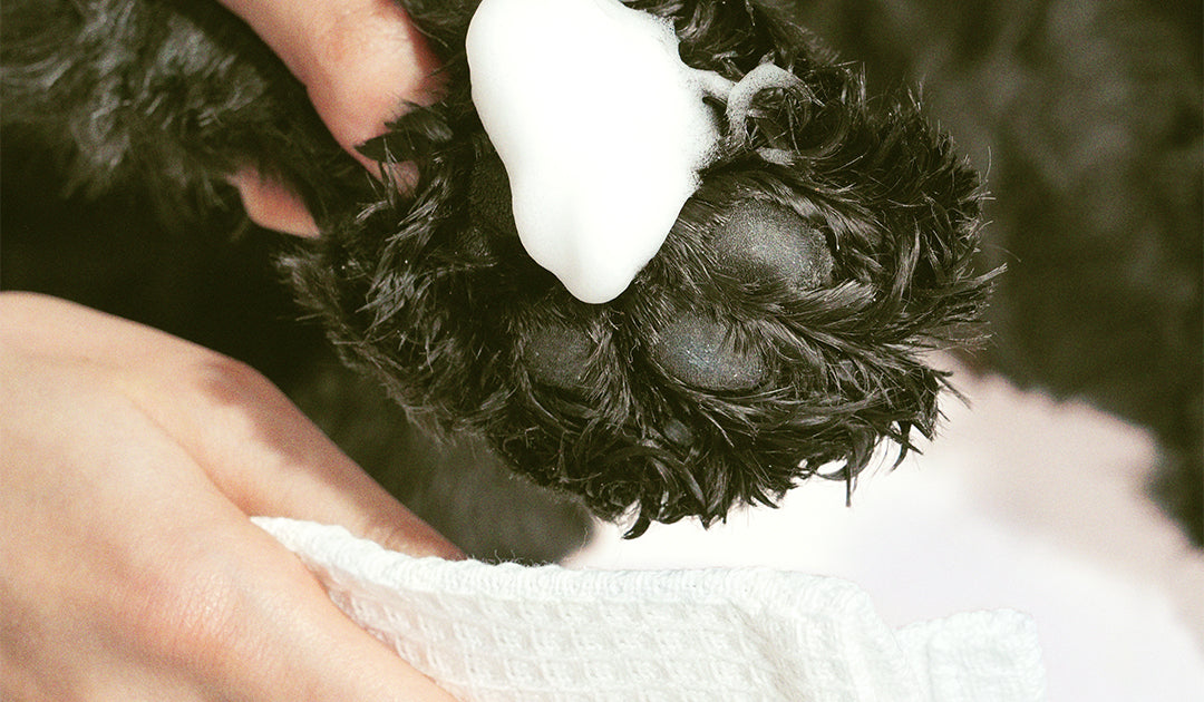 What’s the Safest Way to Clean Dog Paws Daily?