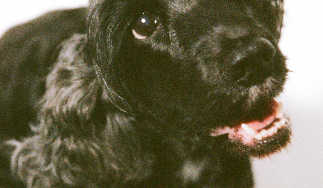 Do I Need to Use Conditioner on My Dog?