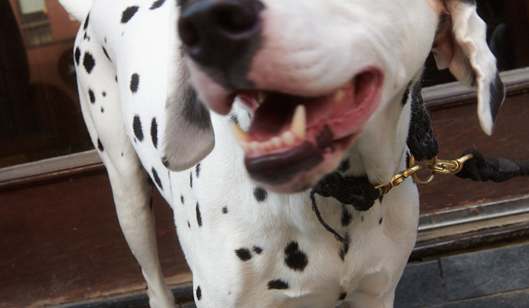 Fall Seasonal Allergies in Dogs: Symptoms, Causes and How to Soothe Itchy Skin