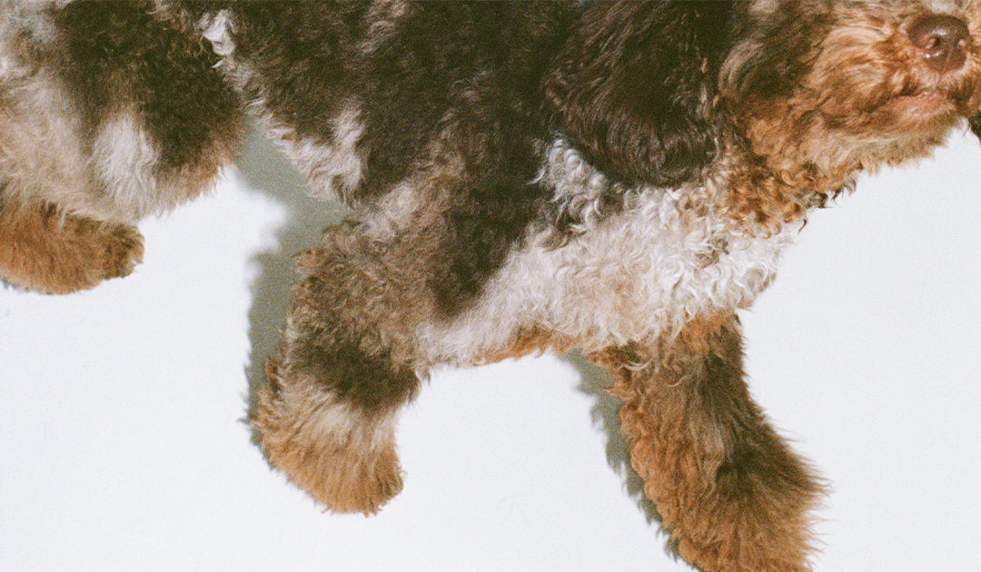 How to Deal with Dirty Dog Paws