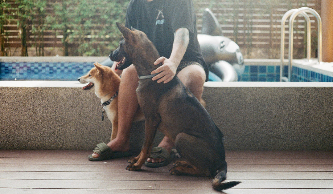 Pool Days & Dog Skin Care: How to Protect Your Dog's Coat from Chlorine