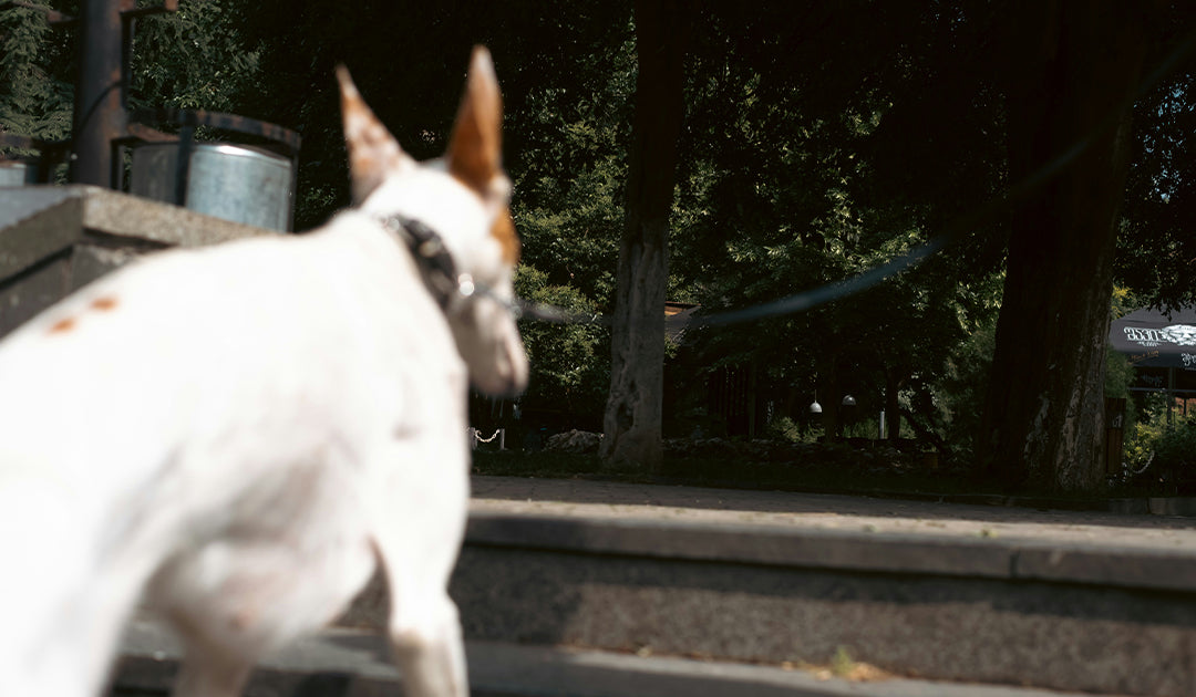 Let’s Talk Paw Protection: Keeping Your Dog’s Paws Safe in Hot Weather