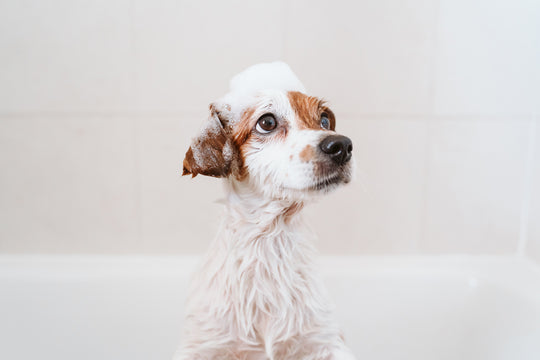 Do I Need to Use Conditioner on My Dog?