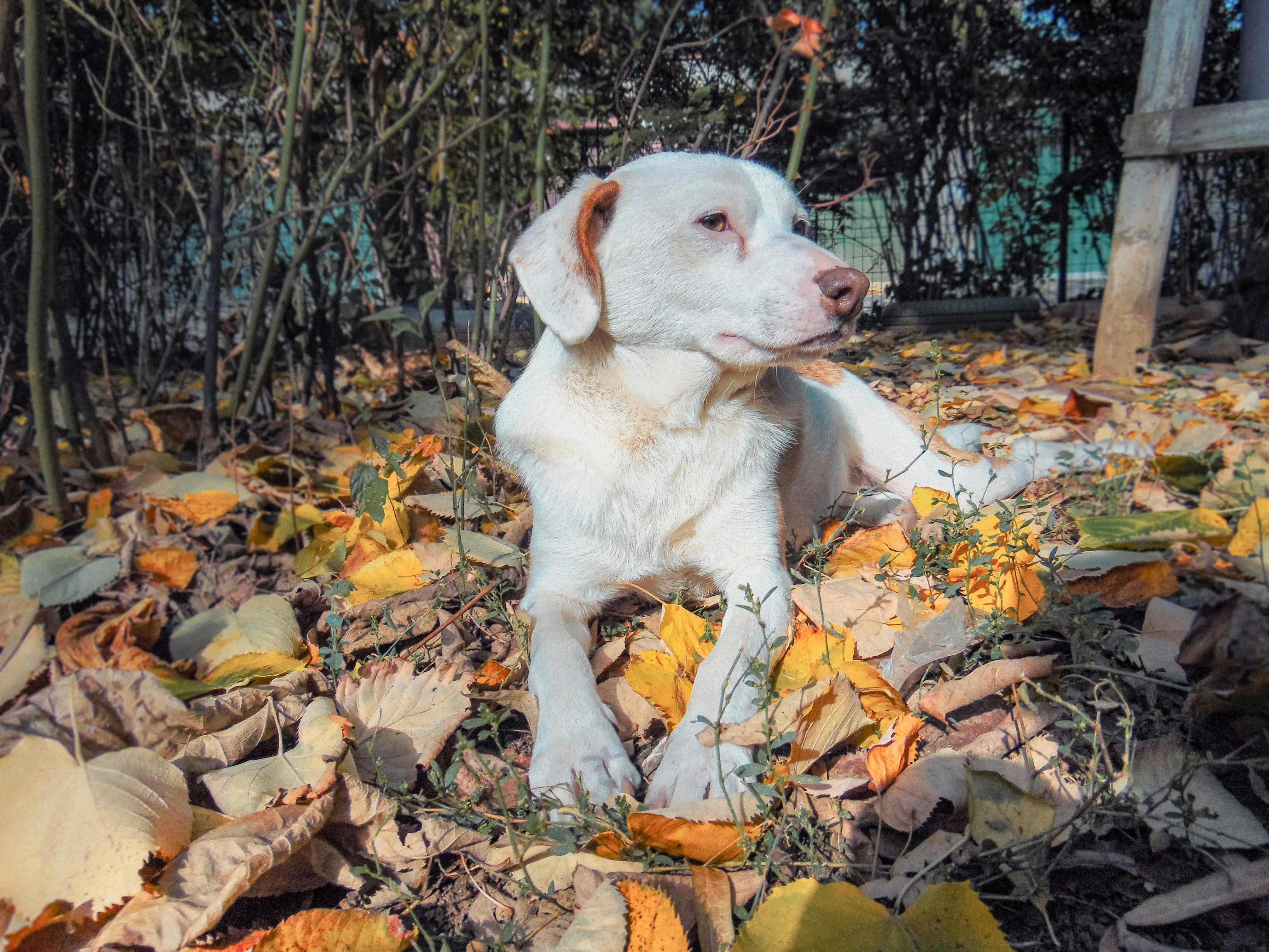 Can Dogs Eat Pumpkin? A Fall Guide to Safe Seasonal Foods
