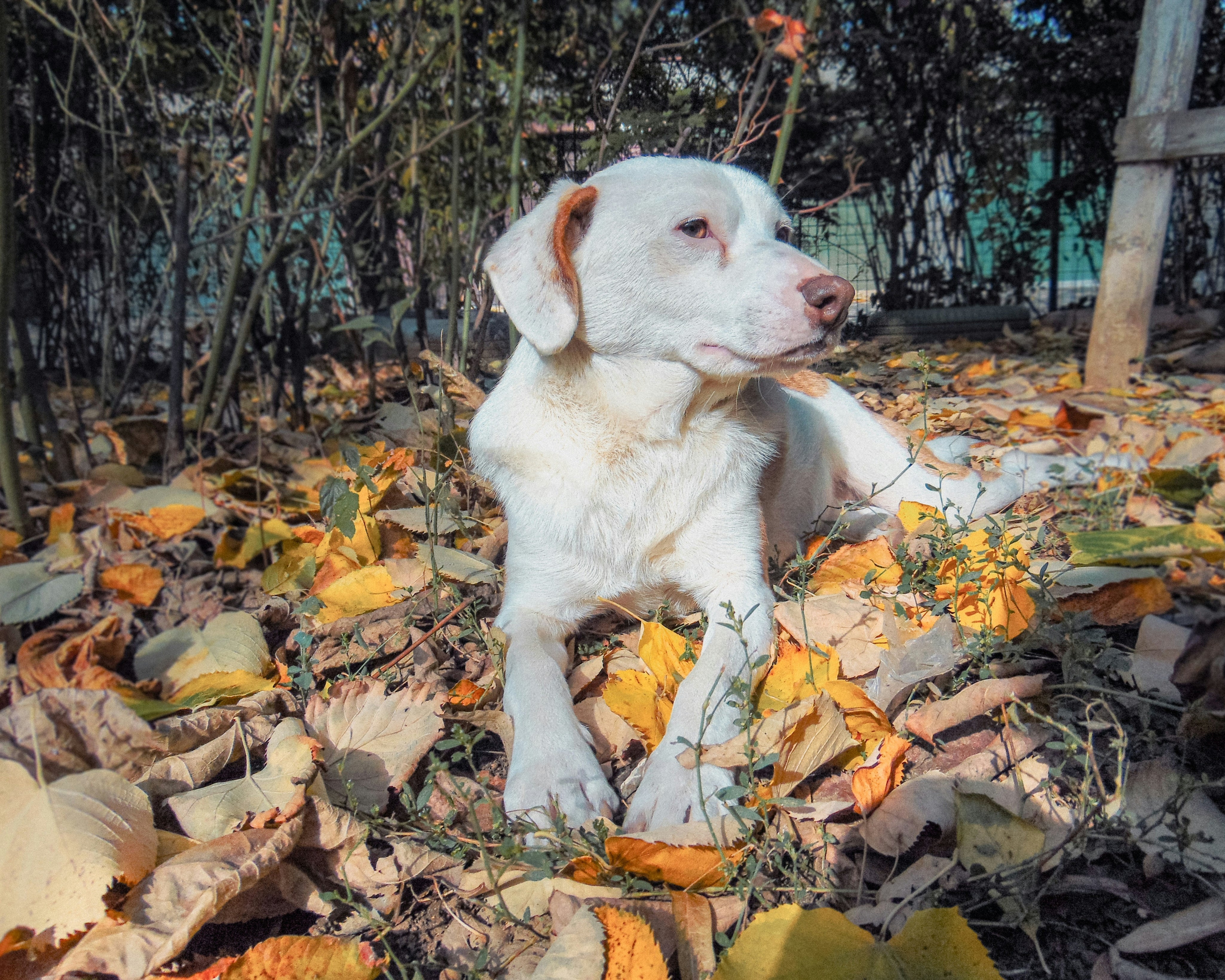 Can Dogs Eat Pumpkin? A Fall Guide to Safe Seasonal Foods