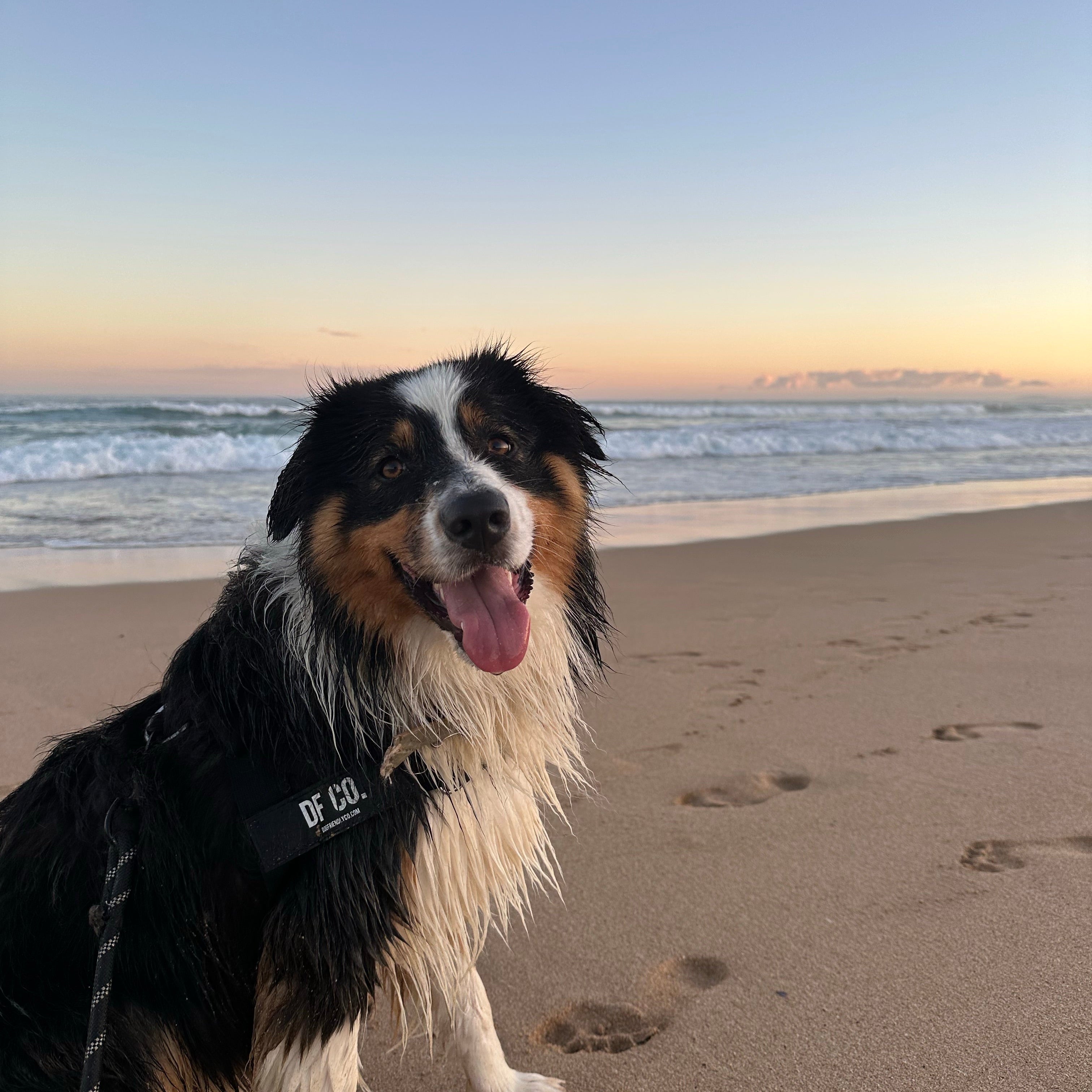 Signs of Heat Stroke in Dogs and How to Keep Your Dog Safe in Hot Weather