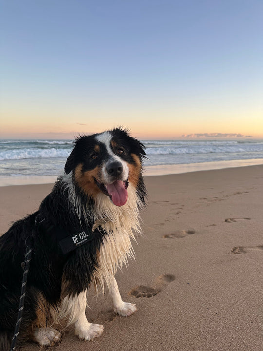 Signs of Heat Stroke in Dogs and How to Keep Your Dog Safe in Hot Weather