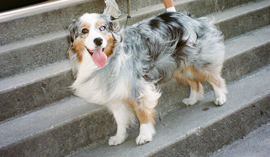 Signs of Heat Stroke in Dogs and How to Keep Your Dog Safe in Hot Weather