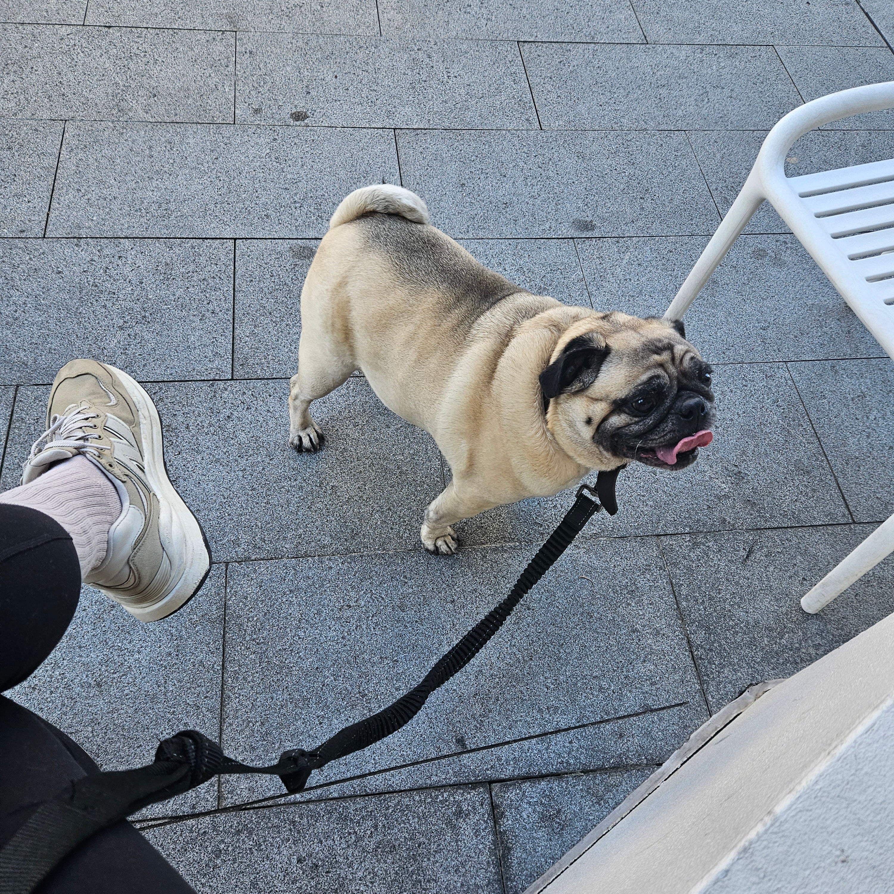 Let’s Talk Paw Protection: Keeping Your Dog’s Paws Safe in Hot Weather