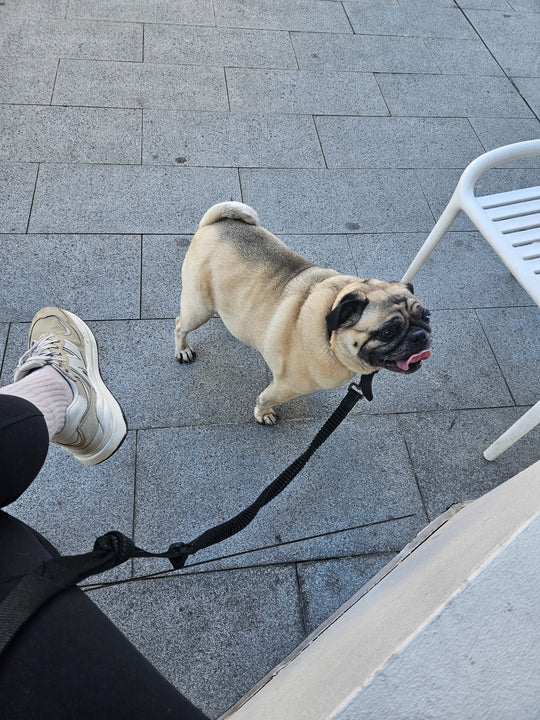 Let’s Talk Paw Protection: Keeping Your Dog’s Paws Safe in Hot Weather