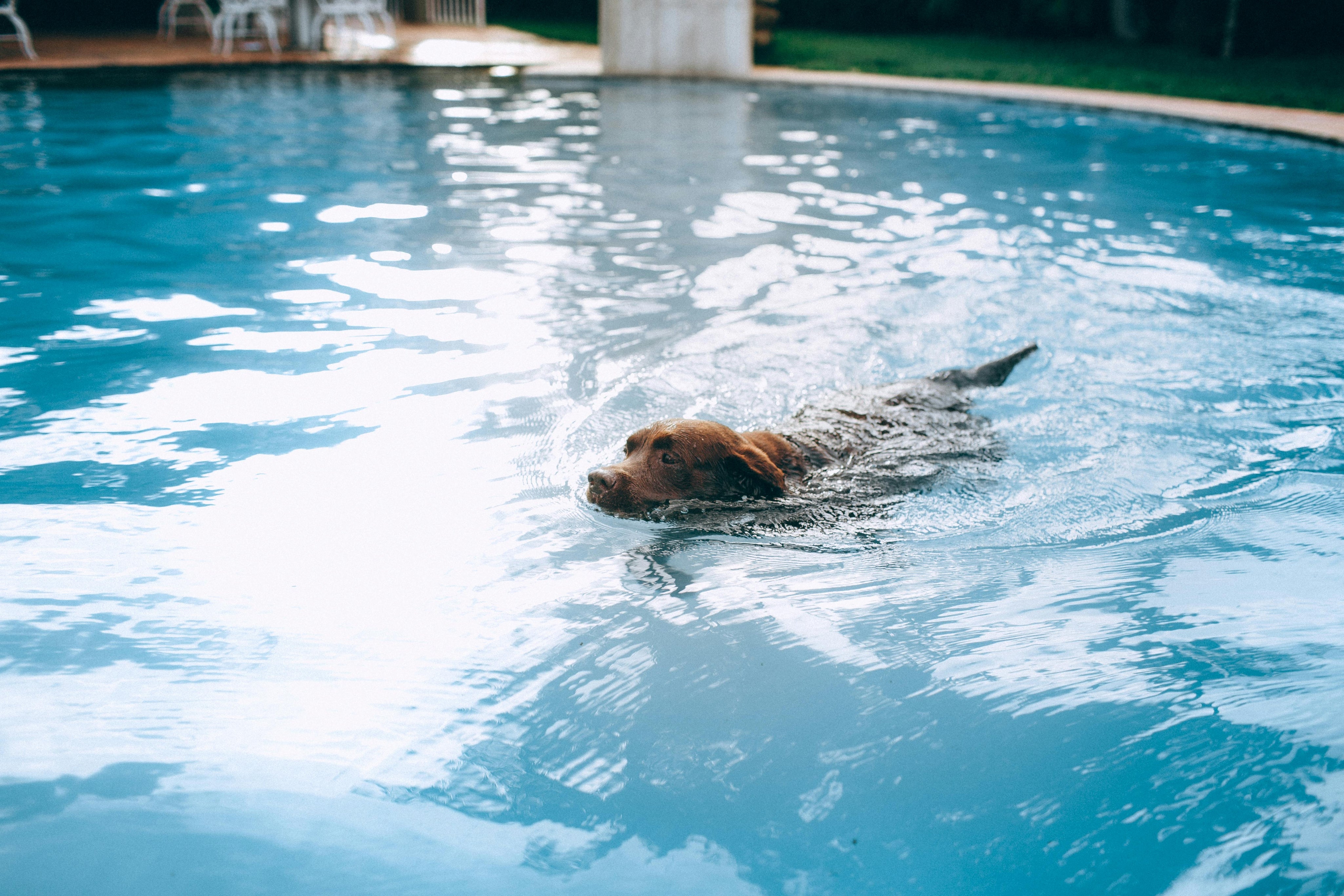 Dog swimming