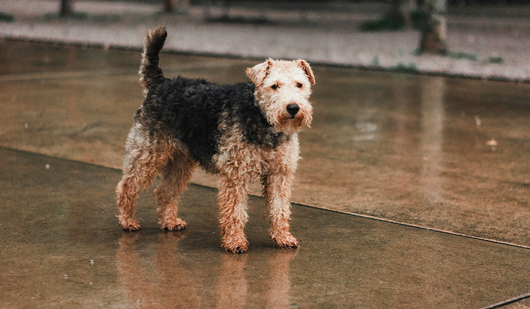 How to Care for Muddy and Wet Dog Paws During Rainy Fall Days