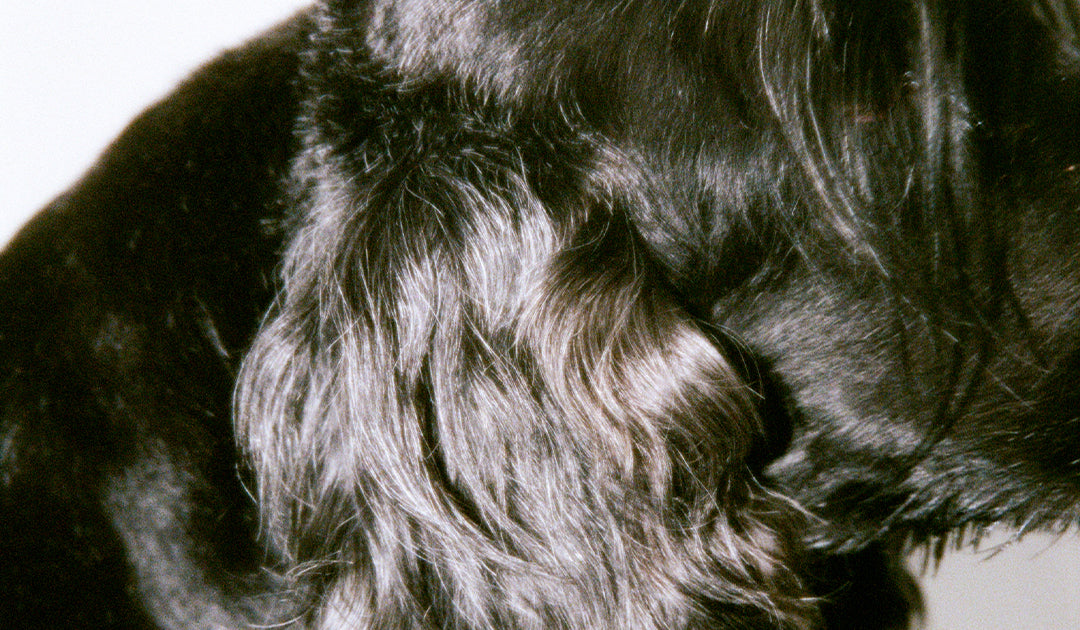 How to Check for Ticks on Dogs: Signs, Risks, and Safe Removal