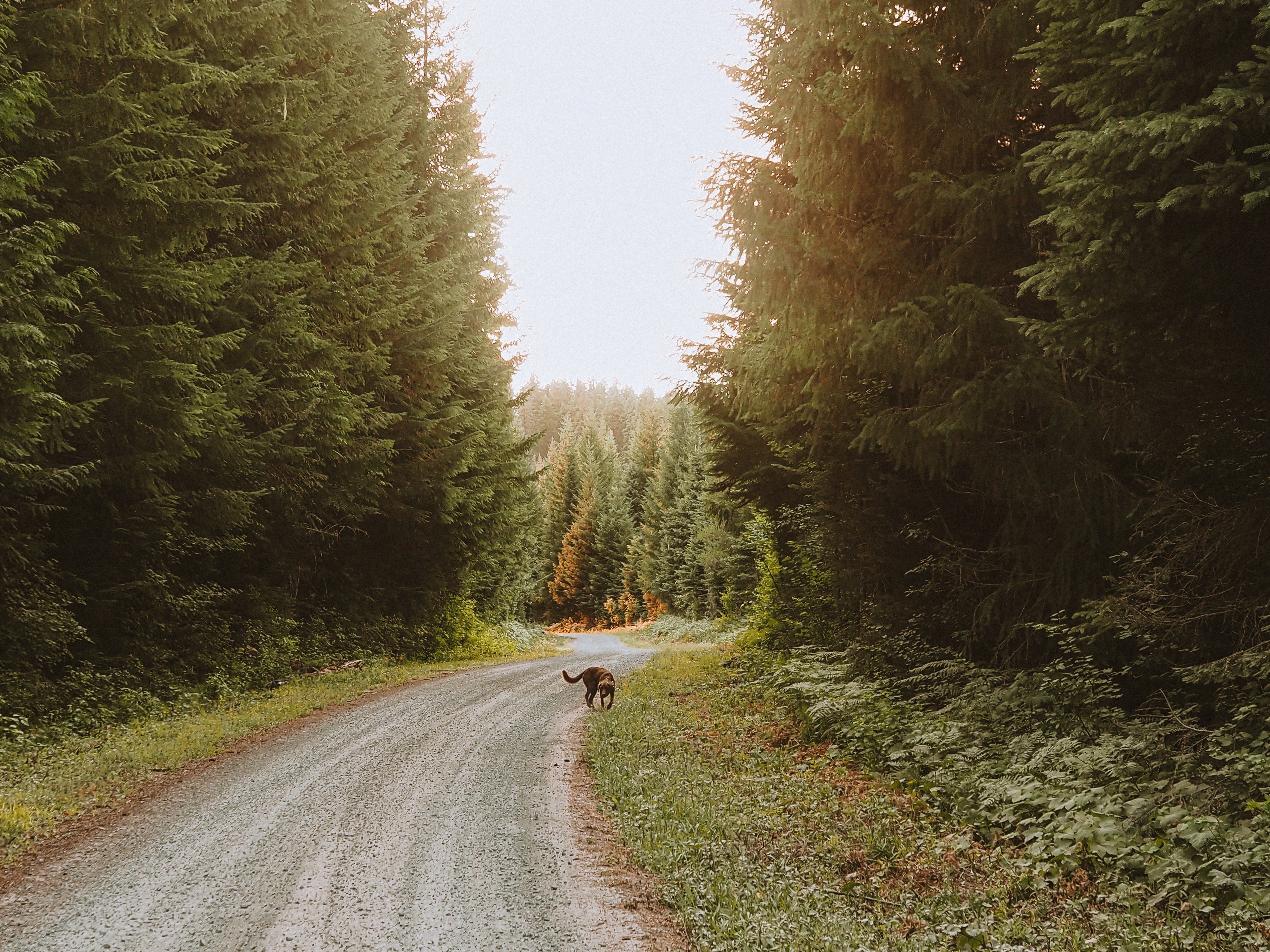 How to Check for Ticks on Dogs: Signs, Risks, and Safe Removal