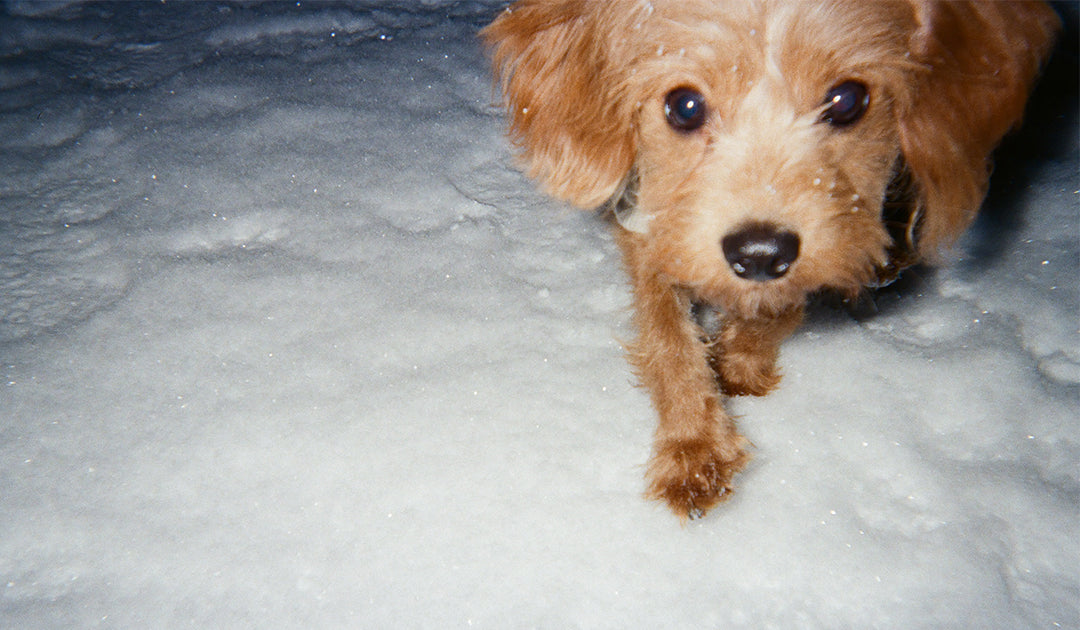 Winter Dog Care 101: 5 Common Mistakes Dog Parents Make in Cold Weather (and How to Fix Them)