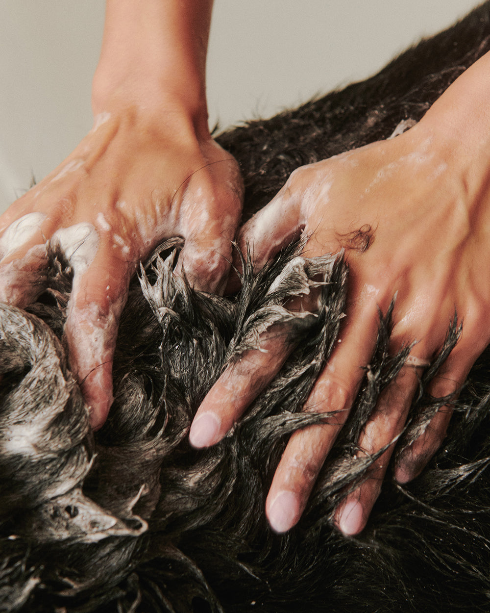 Coat Care Essentials | Coat Cleansing Spray + Shampoo + Conditioner