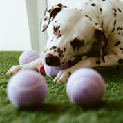 Fetch! Tennis Balls (Set of 3)