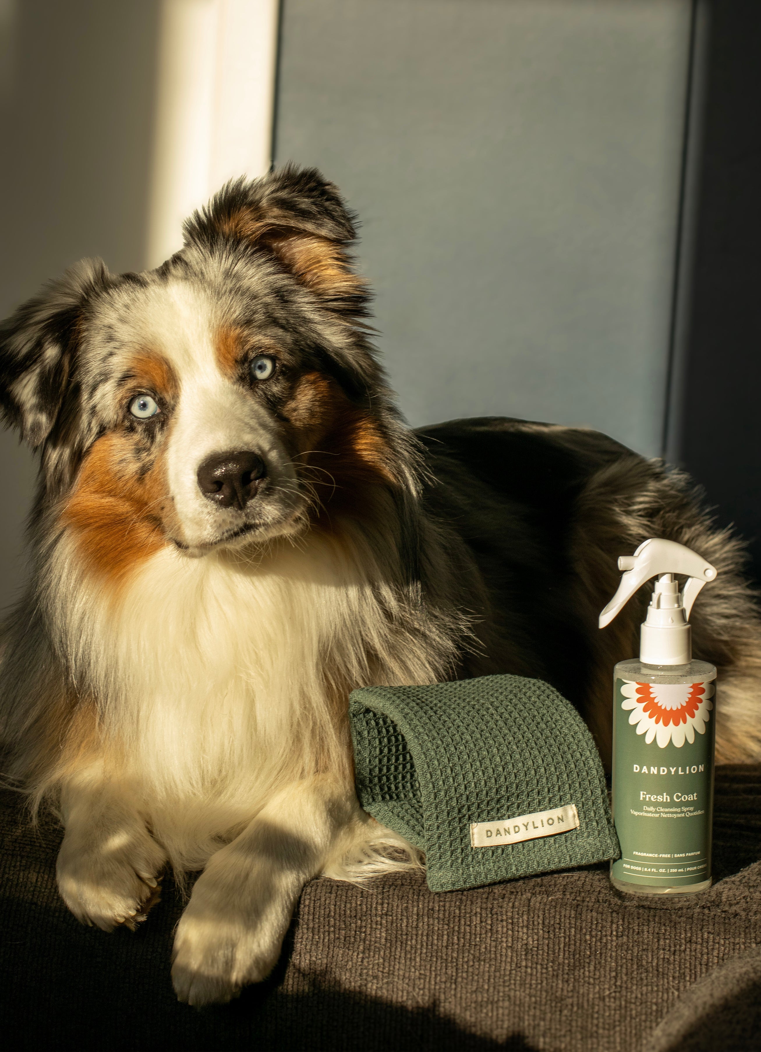 Fresh Coat Daily Cleansing Spray | Waterless No-Rinse Shampoo