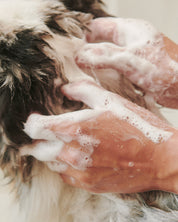 Gentle Dog Wash Essentials