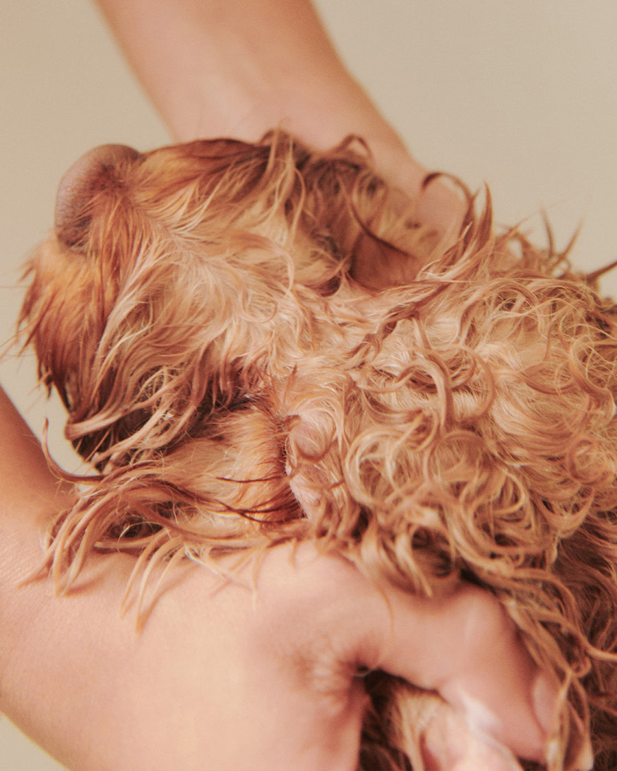 Nourish Gentle Hydrating Dog Conditioner