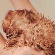 Nourish Gentle Hydrating Dog Conditioner